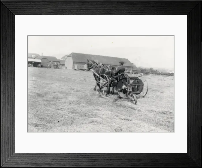 Framed Print : Haymaking on the West Sussex County Councils demonstration farm at Chichester Framed Print : Haymaking on the West Sussex County Councils demonstration farm at Chichester