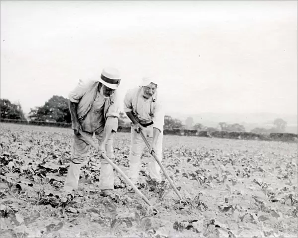 Two men hoeing a field in Sussex