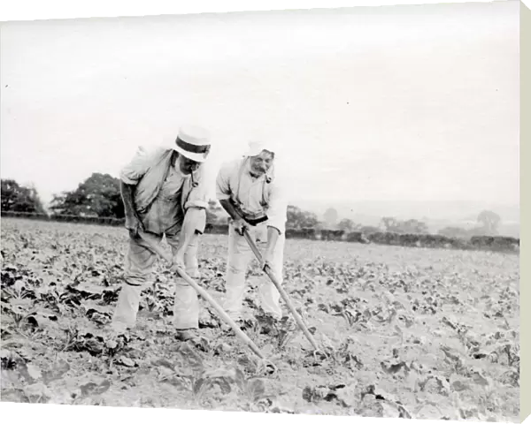 Two men hoeing a field in Sussex