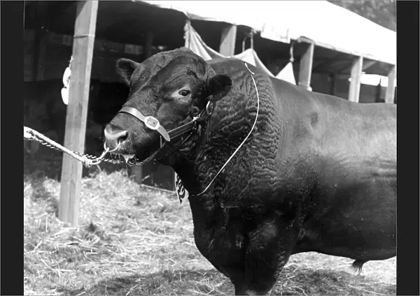 Prize winning bull in Sussex