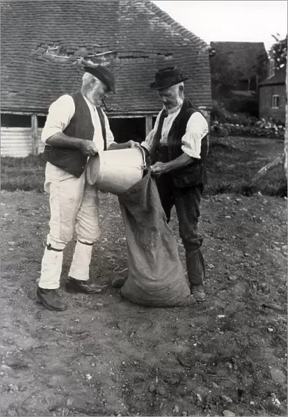 Two country gentlemen bagging potatoes