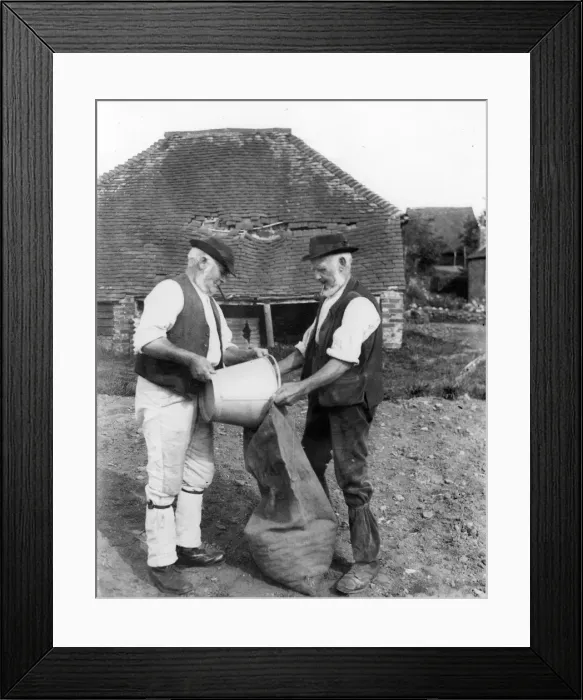 Framed Print : Potato bagging on Sussex Farm Framed Print : Potato bagging on Sussex Farm