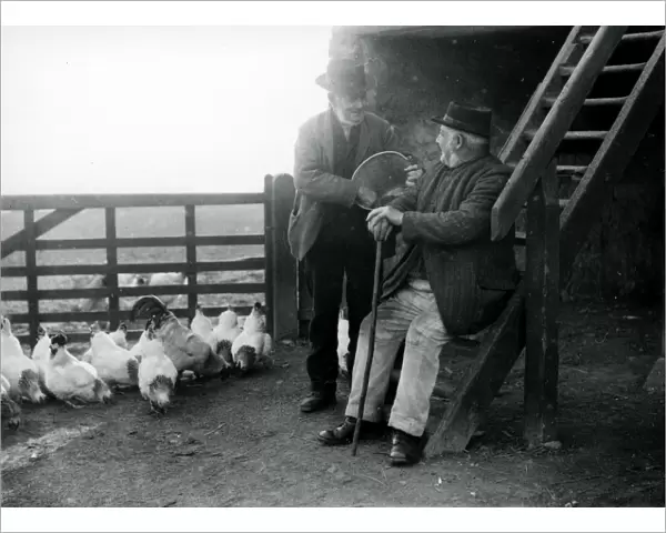 Two elderly gentlemen feeding chickens at a farm in Sussex