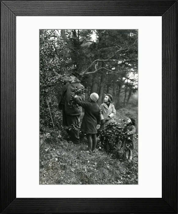 Framed Print : Gathering holly at Upperton, Sussex, December 1935 Framed Print : Gathering holly at Upperton, Sussex, December 1935