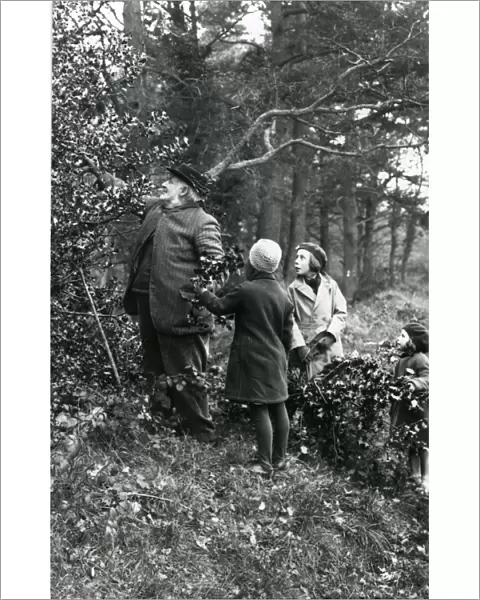 Holly gathering in woods at Upperton, Sussex, December 1935