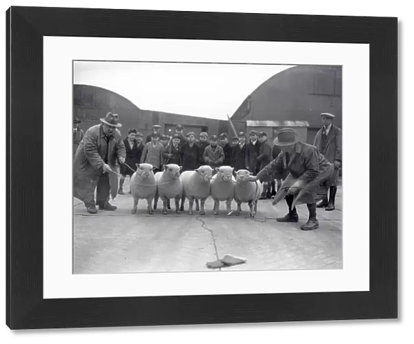 Southdown Sheep Fair September 1949, Sussex
