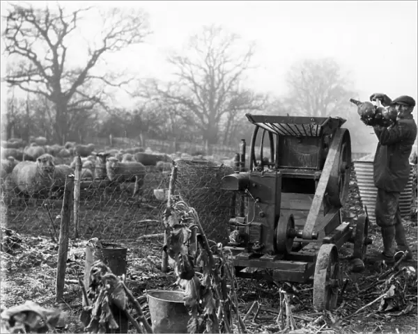 Grinding roots for sheep with small engine, January 1935