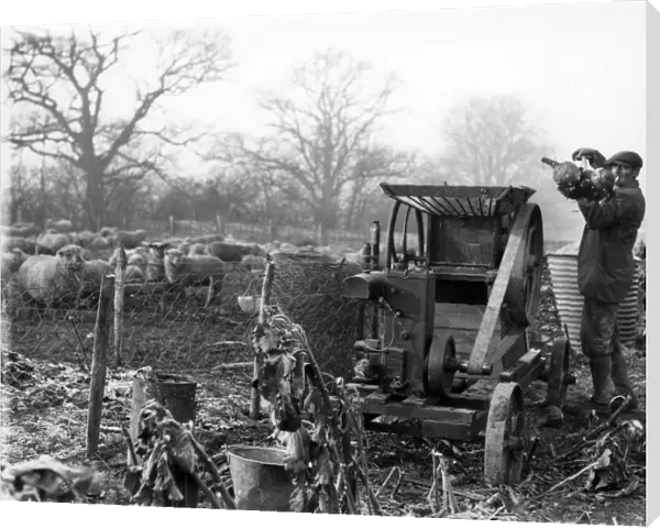 Grinding roots for sheep with small engine, January 1935