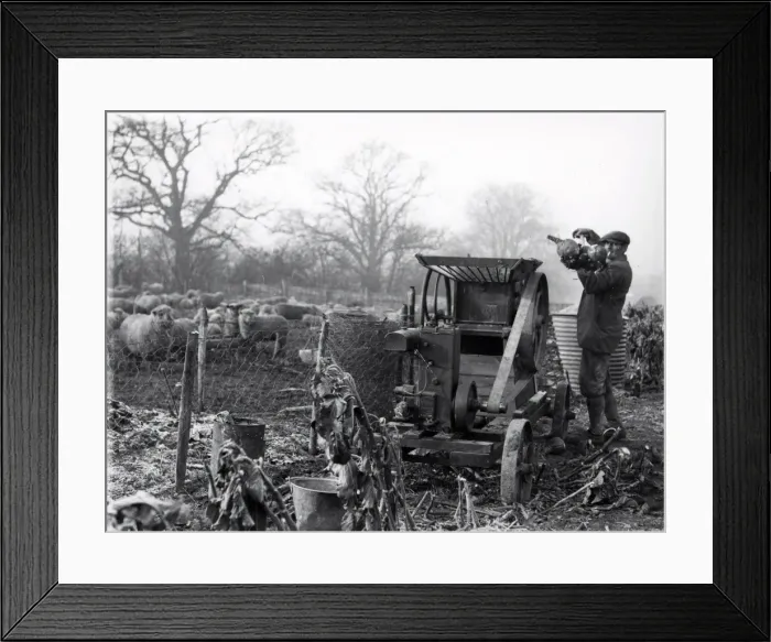 Framed Print : Grinding roots for sheep with small engine, January 1935 Framed Print : Grinding roots for sheep with small engine, January 1935