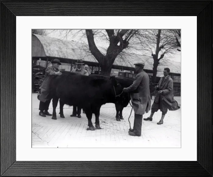 Framed Print : Chichester Fat Stock Show, December 1935 Framed Print : Chichester Fat Stock Show, December 1935