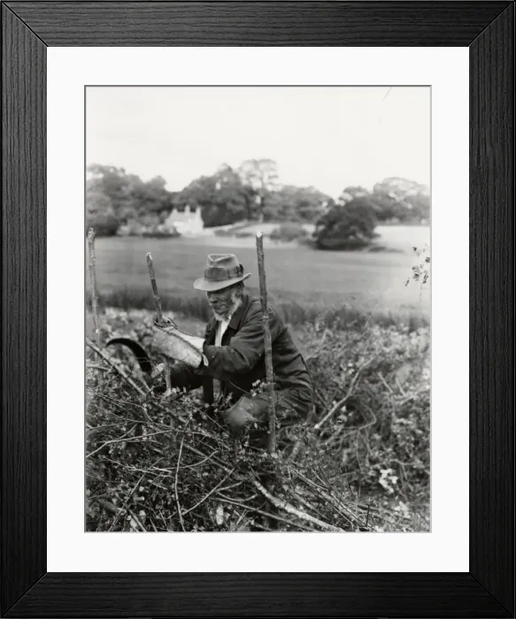 Framed Print : Country gentleman making new fence, September 1938 Framed Print : Country gentleman making new fence, September 1938