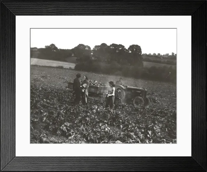 Framed Print : Mangold pulling at Barlavington, October 1939 Framed Print : Mangold pulling at Barlavington, October 1939