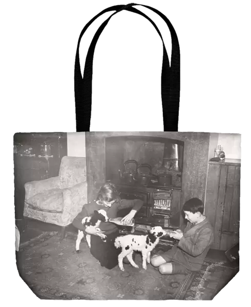 Lambs being fed by the fireside in Burton farmhouse, March 1940