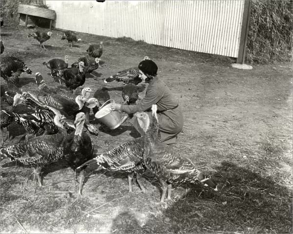 Girl feeding turkeys at South Farm Petworth, 16 September 1931