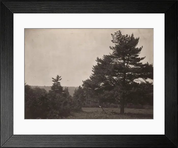 Framed Print : Ashdown Forest, 1908 Framed Print : Ashdown Forest, 1908
