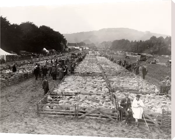 Findon Sheep Fair showing sheep in pens, 1931