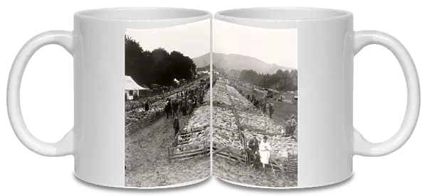 Findon Sheep Fair showing sheep in pens, 1931