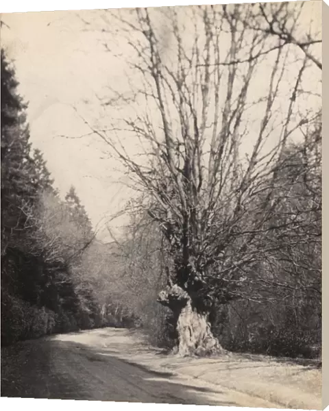 Handcross: a fine beech-tree, 1906
