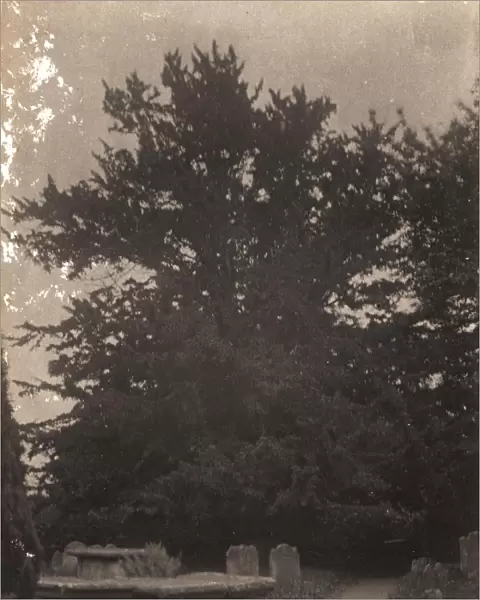 Ardingly: Yew Tree in Churchyard, 1906