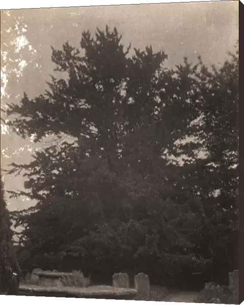 Ardingly: Yew Tree in Churchyard, 1906