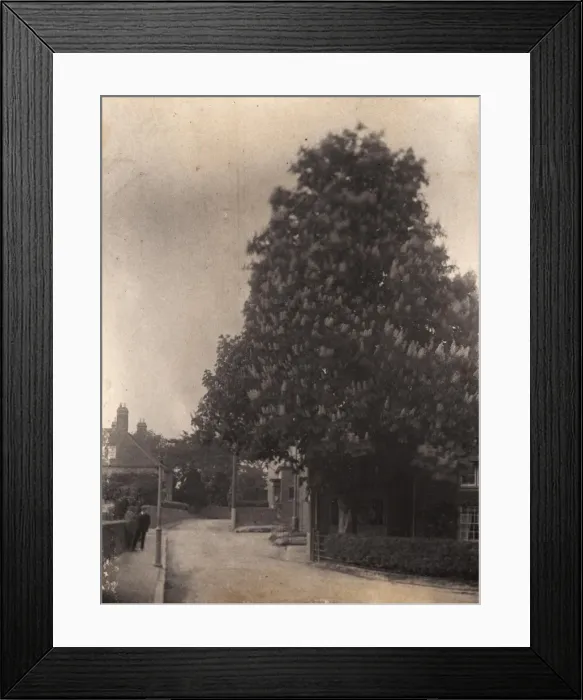 Framed Print : Horse Chestnut Tree at Ditchling, 1906 Framed Print : Horse Chestnut Tree at Ditchling, 1906