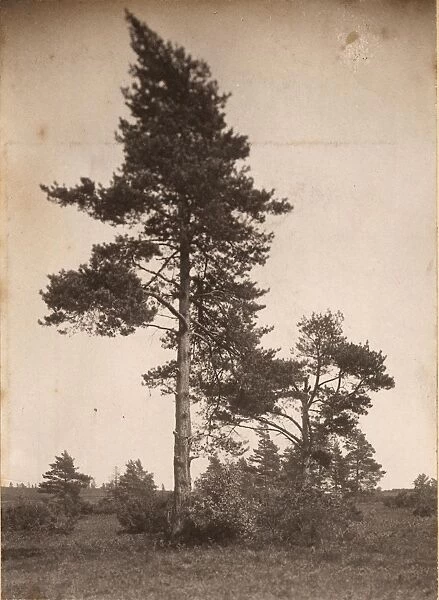 Ashdown Forest: Pine trees, 1908