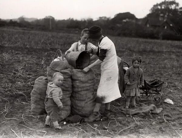 Bagging up potatoes at Tillington