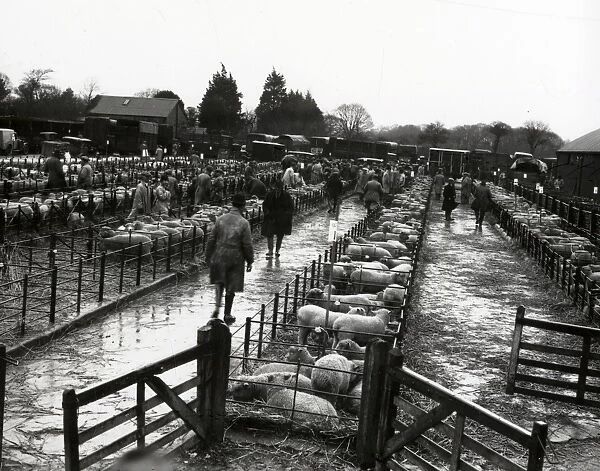 Barnham East Lamb Sale - March 1939