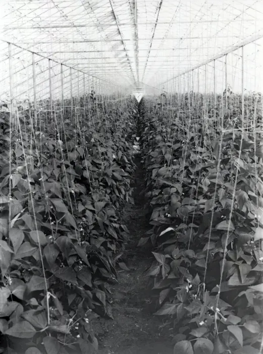 Framed Print : Beans growing under glass - 25 March 1946