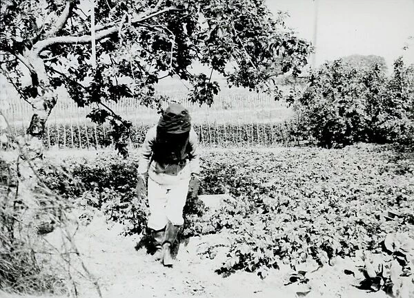 Beekeeper in garden c.1940. George Garland Collection