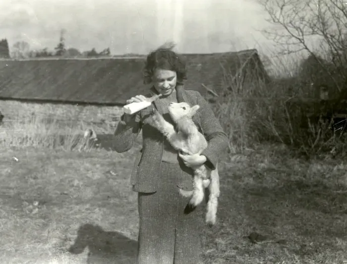 Framed Print : Bottle feeding a lamb at Strood Farm - March 1940 Framed Print : Bottle feeding a lamb at Strood Farm - March 1940