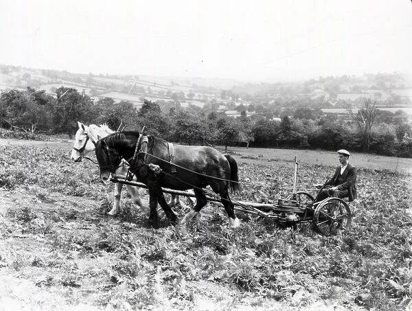 Bracken Cutting, Orcop Hill, Hertfordshire - 25 August 1938