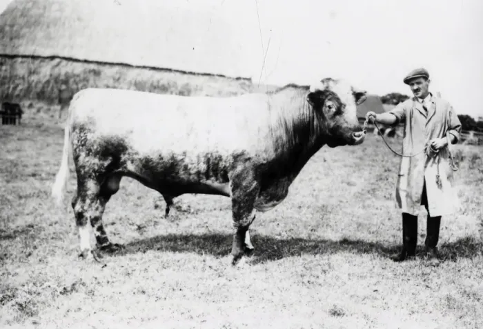 Framed Print : Bull at South Farm - August 1941 Framed Print : Bull at South Farm - August 1941