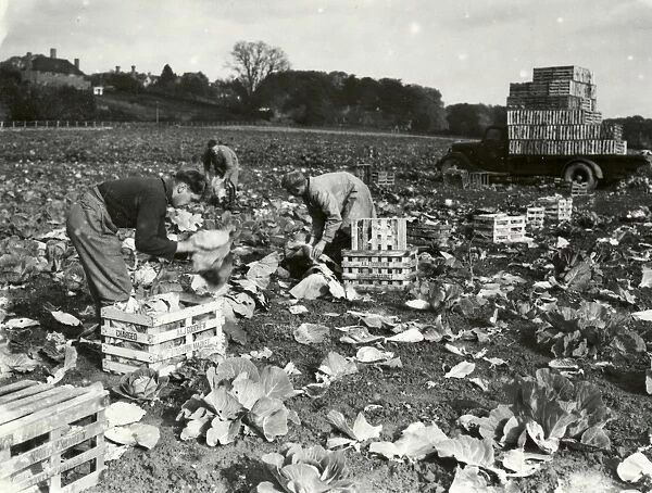 Cabbages at Tillington - October 1939