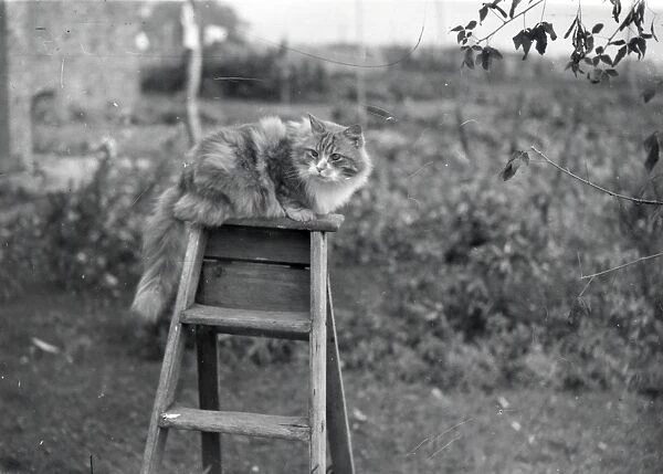 Cat on a ladder - November 1939