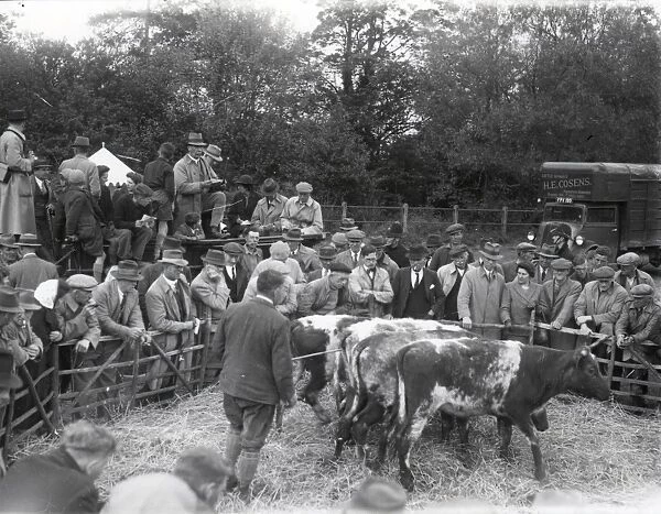 Cattle at Loxwood Fair - 3 May 1945