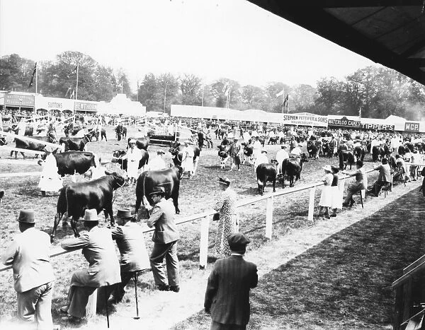 Cattle parading in ring at the Sussex Show, September 1938