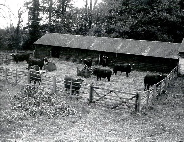 Cattle on Slade Farm Rogate - about 1944