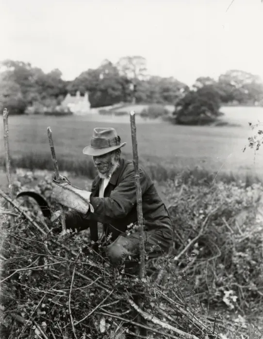 Framed Print : Country gentleman making new fence, September 1938 Framed Print : Country gentleman making new fence, September 1938