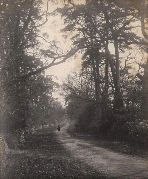 A country lane in Woolbeding, 1903