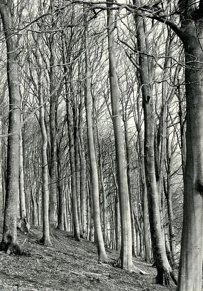 Cowdray Estate Woodland - April 1942