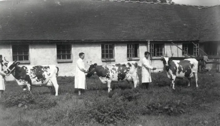 Framed Print : Cows at Elstead Manor Farms - August 1944 Framed Print : Cows at Elstead Manor Farms - August 1944
