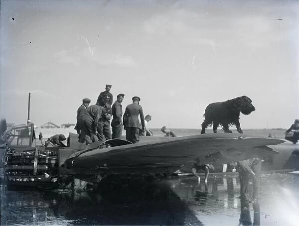 A dog sitting on wing of downed Junkers 88 in Pagham Harbour