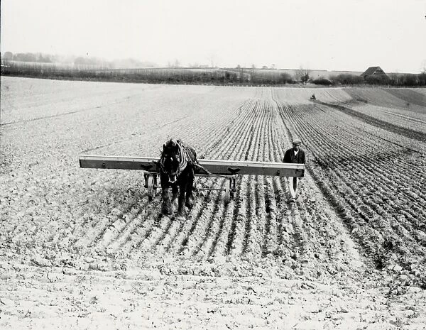 Drilling oats, using a horse, at Tillington, March 1939
