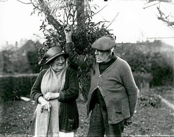 Elderly couple collecting mistletoe at Camelsdale, December 1937
