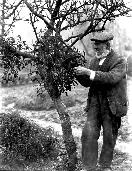 Elderly gentleman, gathering mistletoe