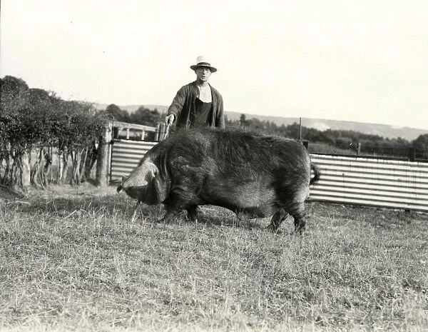 Farmer with pig, Cocking Causeway, July 1933