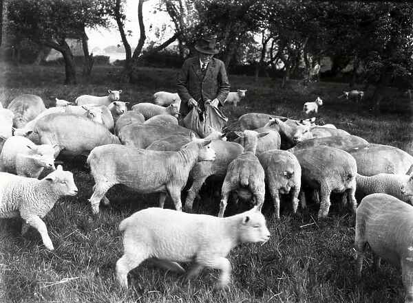 Feeding the sheep - July 1944