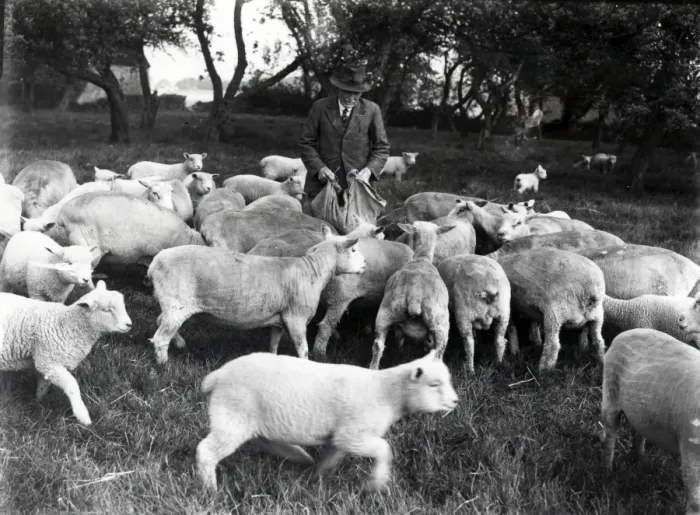 Framed Print : Feeding the sheep - July 1944 Framed Print : Feeding the sheep - July 1944