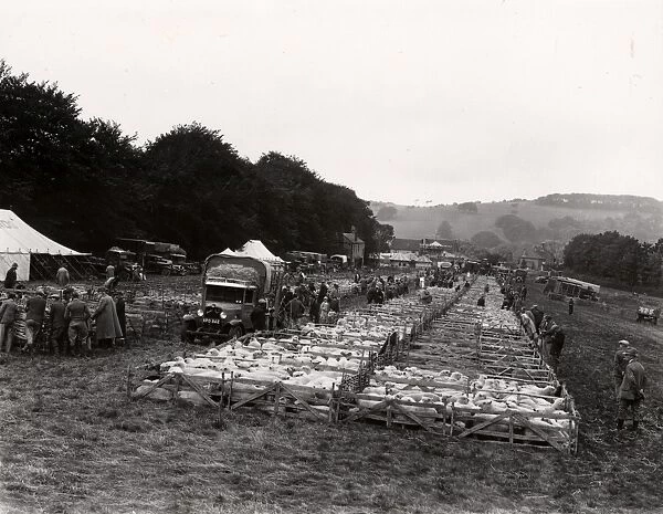Findon Fair. Findon fair showing sheep in pens, 14 September 1935